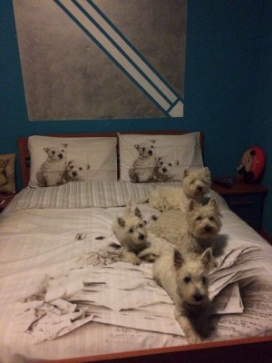 alt="cuccioli-west-highland-white-terrier"