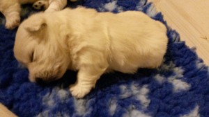 Cucciolata 