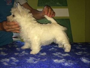 alt="miei-west-highland-white-terrier"