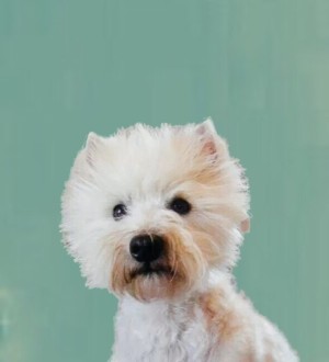 west highland white terrier. scarlett johannson della griduzza