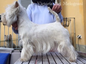 Alt:"cuccioli-West-Highland-white-terrier"