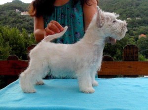 alt="axel-cucciolo-westie"