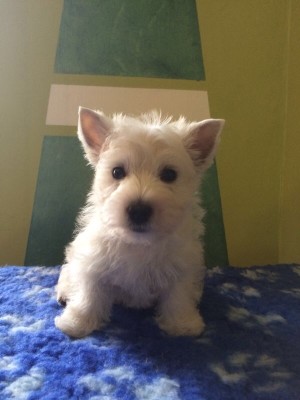 alt="miei-west-highland-white-terrier"