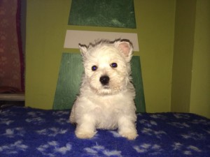 Cucciolata 