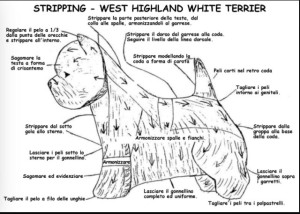 alt="westie-stripping-cura-del-mantello"