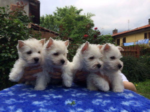 alt:="allevamento-west-highland-white-terrier"