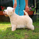 alt="westie-skene-dhu"