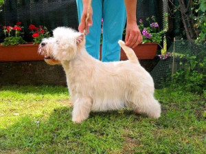 alt="westie-skene-dhu"