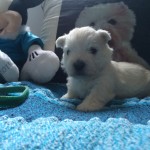 Alt:"cuccioli-West-highland-white-terrier"