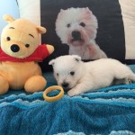 Alt:"Cuccioli di West highland white terrier"