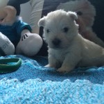 Alt:"cuccioli-West-highland-white-terrier"