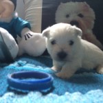 Alt:"cuccioli-West-highland-white-terrier"