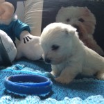 Alt:"cuccioli-West-highland-white-terrier"