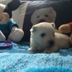 Alt:"cuccioli-West-highland-white-terrier"