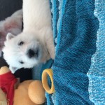 Alt:"cuccioli di West highland white terrier"
