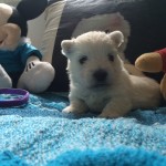 Alt:"cuccioli-West-highland-white-terrier"