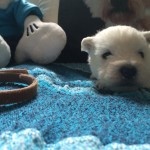 Alt:"cuccioli-West-highland-white-terrier"