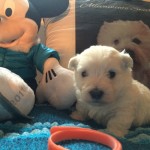 Alt:"cuccioli-West-highland-white-terrier"