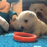 Alt:"cuccioli-West-highland-white-terrier"
