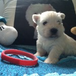 Alt:"cuccioli-West-highland-white-terrier"