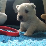 Alt:"cuccioli-West-highland-white-terrier"