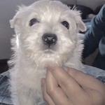 Alt:"cuccioli-di-West-highland-white-terrier"