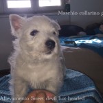 Alt:"cuccioli-di-West-highland-white-terrier"