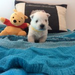 Alt:"cuccioli di West highland white terrier"