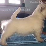 Alt:"cuccioli-di-West-highland-white-terrier"