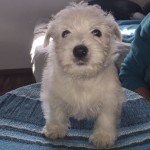 Alt:"cuccioli-di-West-highland-white-terrier"