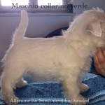 Alt:"cuccioli-di-West-highland-white-terrier"