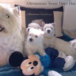 Alt:"cuccioli-di-West-highland-white-terrier"