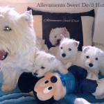 Alt:"cuccioli-di-West-highland-white-terrier"