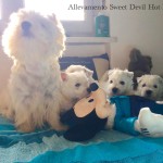 Alt:"cuccioli-di-West-highland-white-terrier"