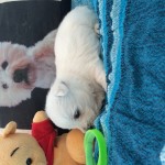 Alt:"Cuccioli di West highland white terrier"