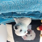 Alt:"Cuccioli di West highland white terrier"