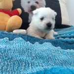 Alt:"Cuccioli di West highland white terrier"