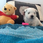 Alt:"Cuccioli di West highland white terrier"
