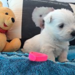 Alt:"Cuccioli di West highland white terrier"