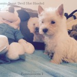 Alt:"cuccioli-West-highland-white-terrier"