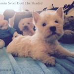 Alt:"cuccioli-West-highland-white-terrier"