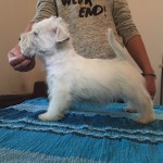 Alt:"cuccioli-Westie"