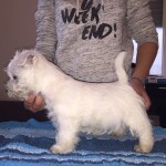 Alt:"cuccioli-Westie"