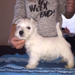 Alt:"cuccioli-Westie"