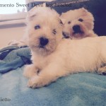 Alt:"cuccioli-West-highland-white-terrier"