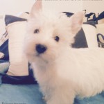 Alt:"cuccioli-West-highland-white-terrier"