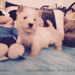 Alt:"cuccioli-West-highland-white-terrier"