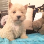 Alt:"cuccioli-West-highland-white-terrier"