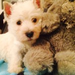 Alt:"cuccioli-West-highland-white-terrier"