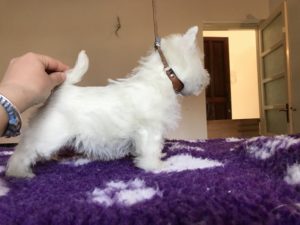 Alt:"cuccioli-West-Highland-white-terrier"